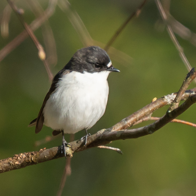 Melnais mušķērājs