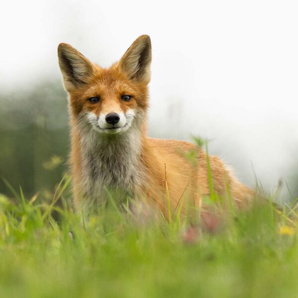 Labīt, vēl esmu samiegojusies..