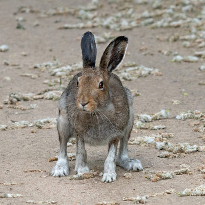 Drošsirdis uz meža ceļa