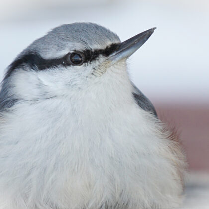 Žiperīgais dzilnītis