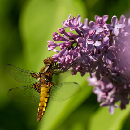 Ceriņziedi pievilina spāres