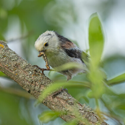 Barības sagūstīšana