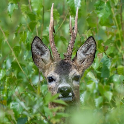 Jaunaudzes pārvaldnieks