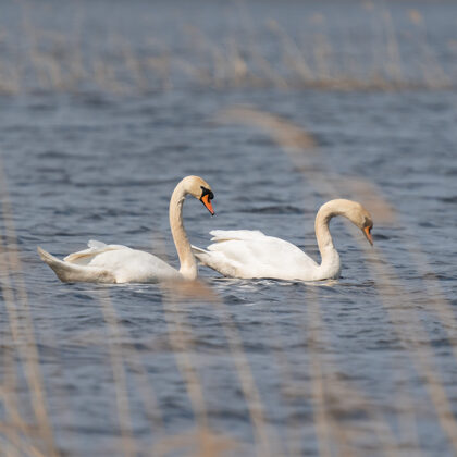 Paugurknābja gulbji Sudala ezerā
