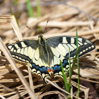 Čemurziežu dižtauriņš