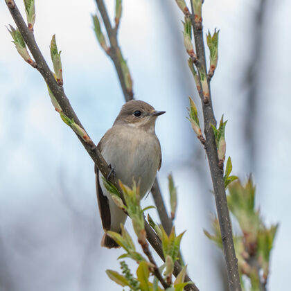 Pelēkais mušķērājs