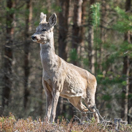 Vienradzis mīt ne tikai pasakās