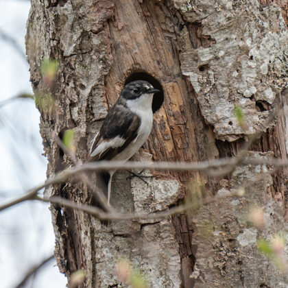 Melnais mušķērājs pie sava dzīvokļa