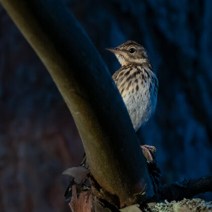 Koku čipstes paslēpes pustumsā