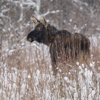 Vislielākais dzīvnieks Latvijas mežā- alnis