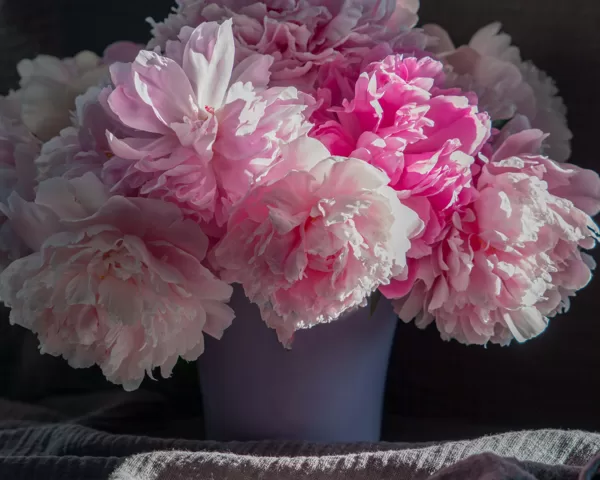 Peonijas