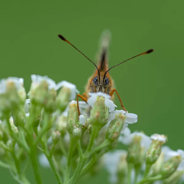 Zilacains taurenis