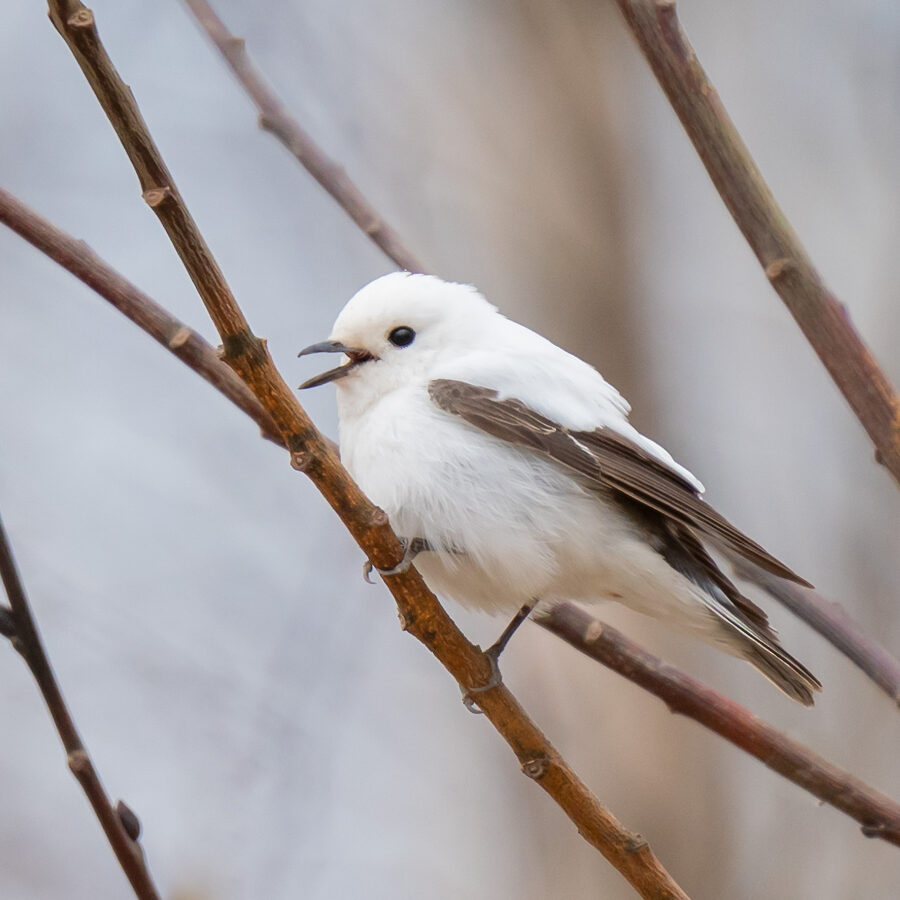 Daļējs albīns melnais mušķērājs